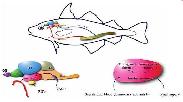 目前,普遍认为鱼类摄食主要受到下丘脑的控制.