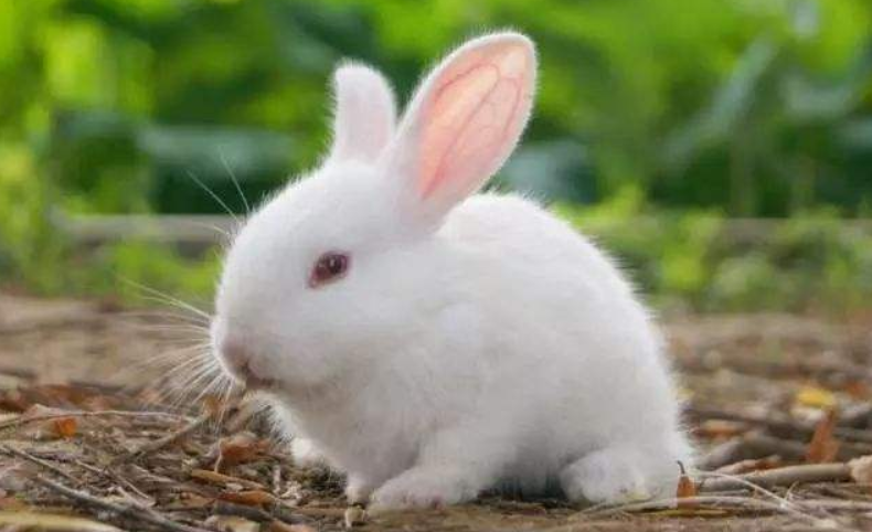 玉兔手中的捣药杵,为什么可以跟,孙悟空的金箍棒相提并论