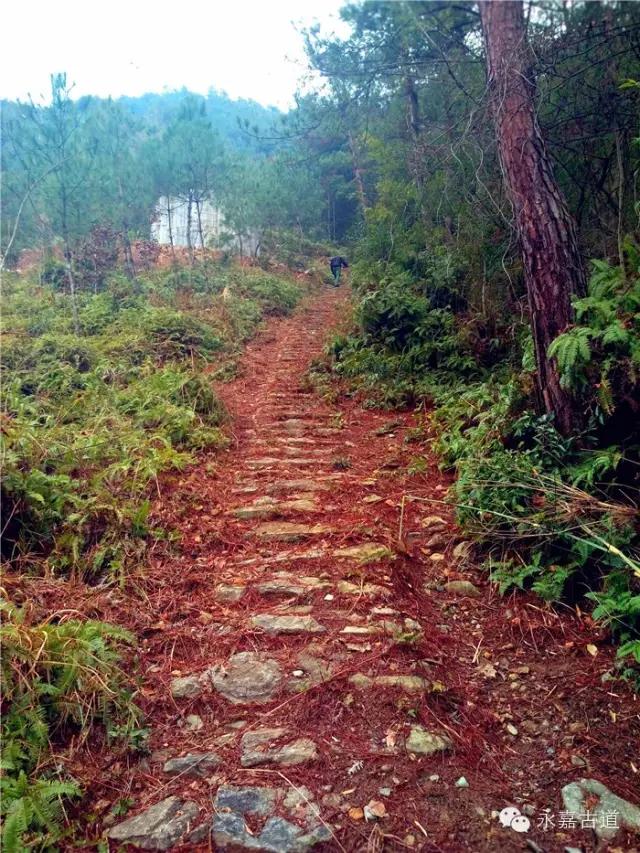 古道上山有点陡峭,路基尚好块石建筑.