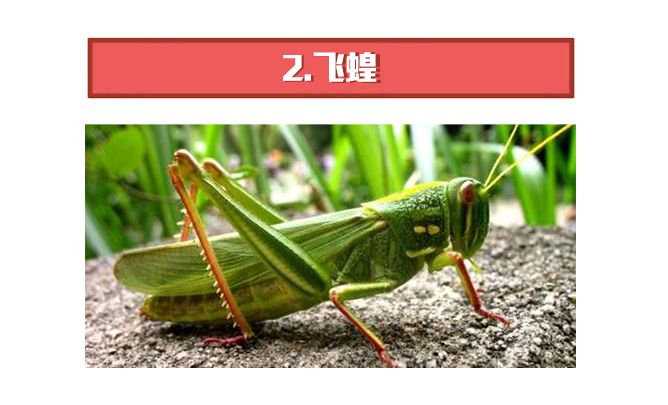 蝗虫太逆天了群居就变态雌虫还能自己生娃大鱼漫画