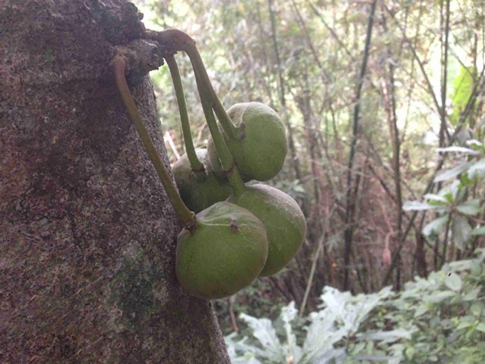 名字叫做"大象耳朵菜,它是当地一种叫做"大果榕"果树上的嫩叶,味道