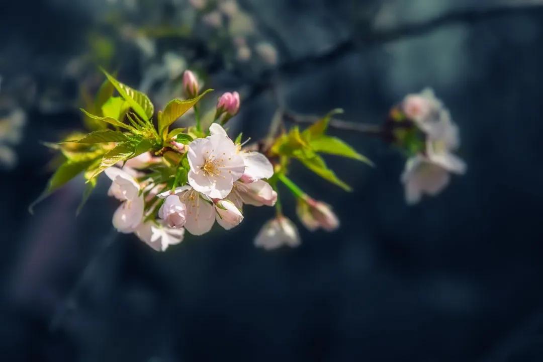 楊花榆莢無才思,惟解漫天作雪飛.