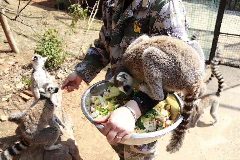 动物园背后的故事美味来袭动物们的营养餐