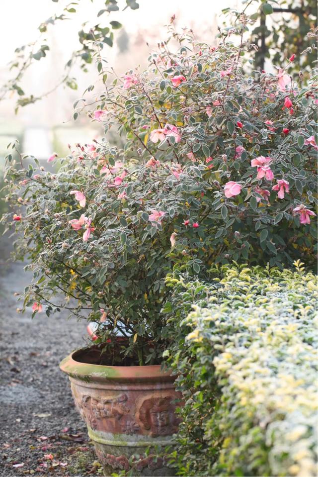 不打药四季开花懒人种植的蝴蝶月季