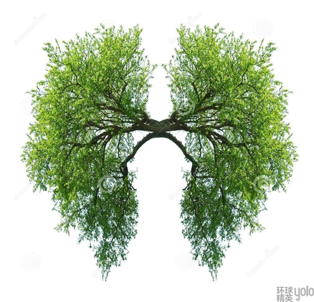 臻品生活特殊时期别忘润肺养肺帮肺部做个大扫除