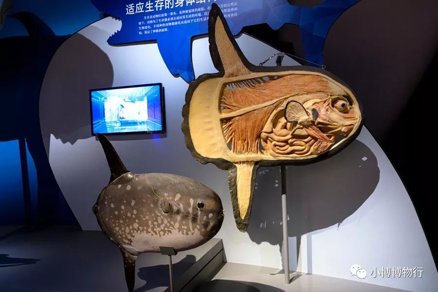 小鳁鲸解剖江豚解剖皇带鱼是海洋中最长的硬骨鱼硬骨鱼类蓝枪鱼(前上)