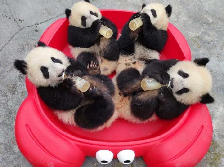 四只大熊猫宝宝双重喜庆好萌