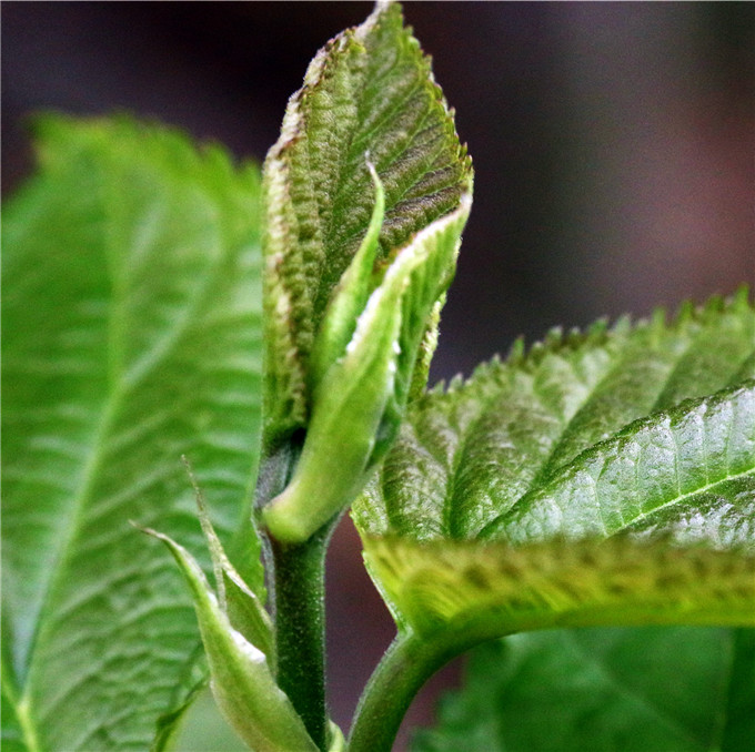 中国人春天有吃春的习俗广东人最喜欢吃桑芽六种做法满口生津