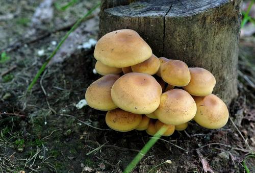 原创口蘑种类很多喜欢生长在什么样的环境中