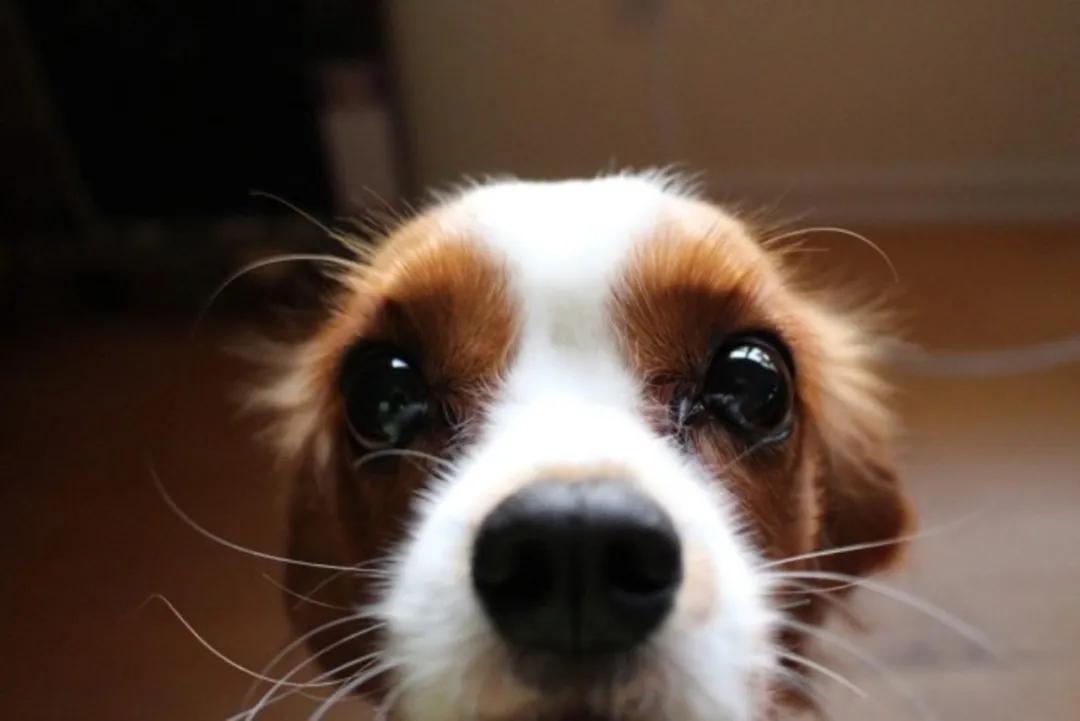 与喵星人是在嘴角两边整齐排列的12根胡须不同,狗胡须的位置往往因个