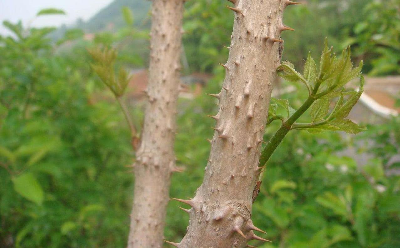 全株长刺的灌木图片