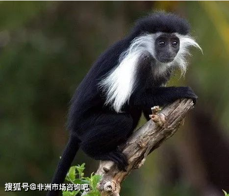保护区是黑白疣猴(blackandwhite colobus)和白腹长尾猴(mona)的家园