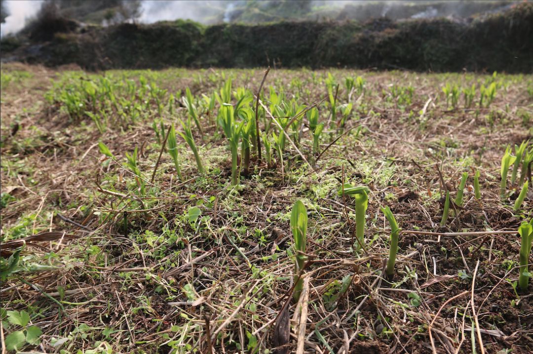 1"快来看呀,白芨已经长出来吐绿芽了,长势齐整很不错嘞","我这边也长