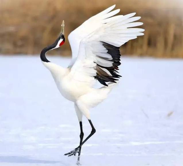 绝版仙鹤送寿图快快打开健康长寿福气绵长