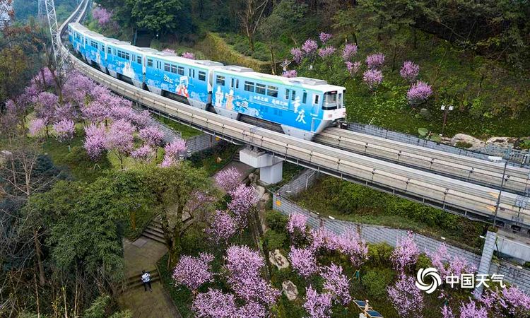 重庆轨道沿途桃花绽放列车花丛中驶往春天