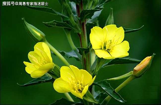 生肖农历运程查询:十二生肖2020年农历7月14日运程