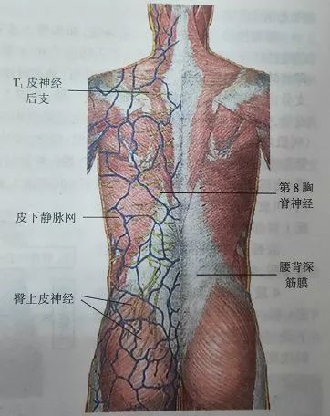 背部筋膜炎症状图片