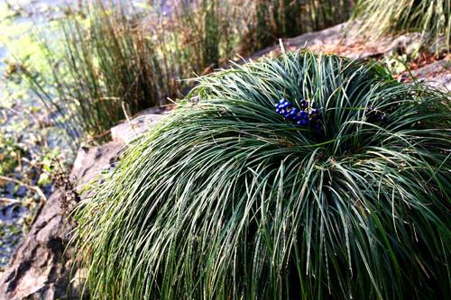 农村常见的趴地草麦冬很多人当杂草可惜不知其价值