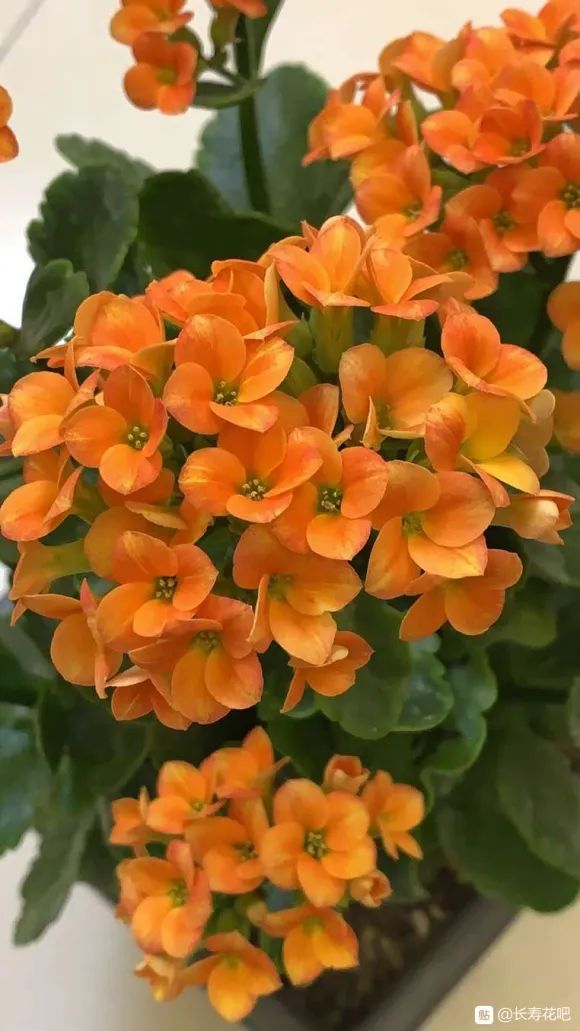 惊艳疫情期间长寿花开姹紫嫣红真漂亮