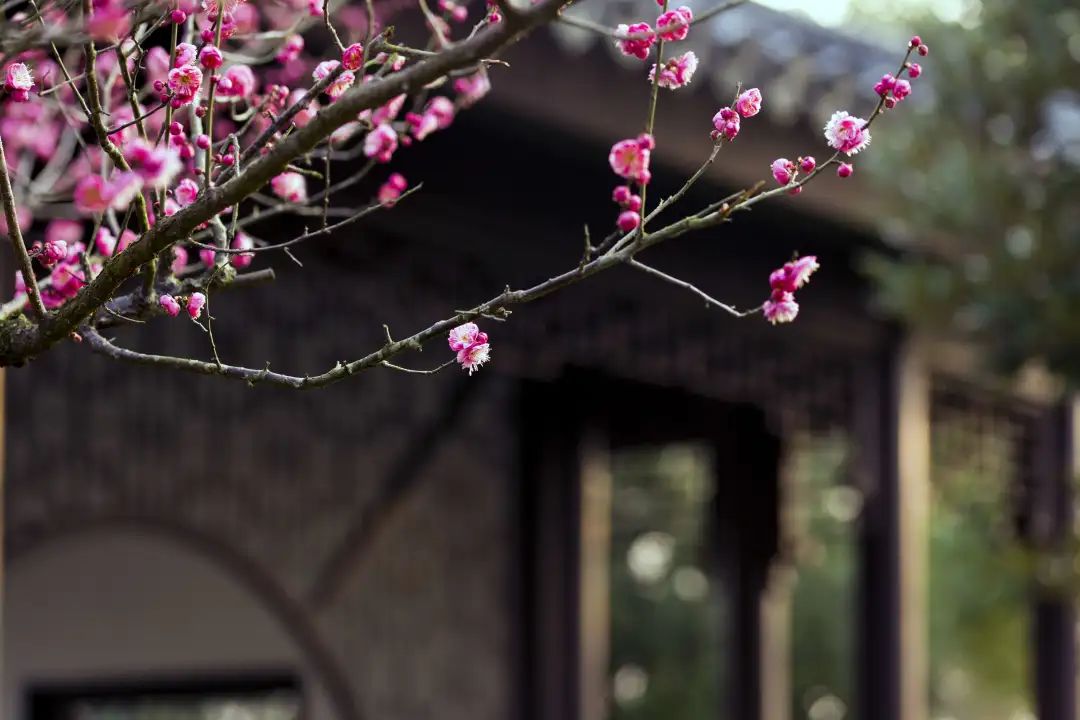 暗香阵阵我们盼来了春归等来了一树梅花开