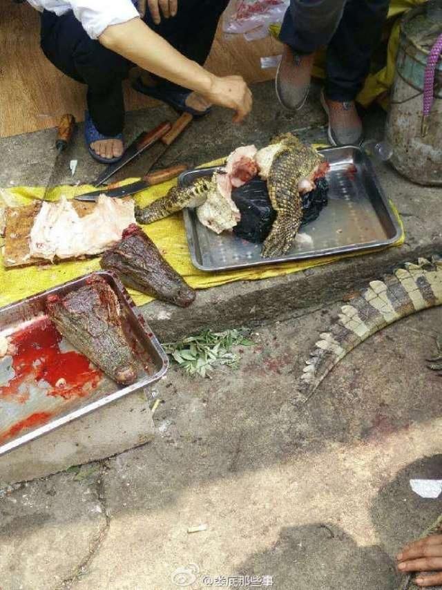 只是"禁吃",也许还救不了野生动物_鳄鱼