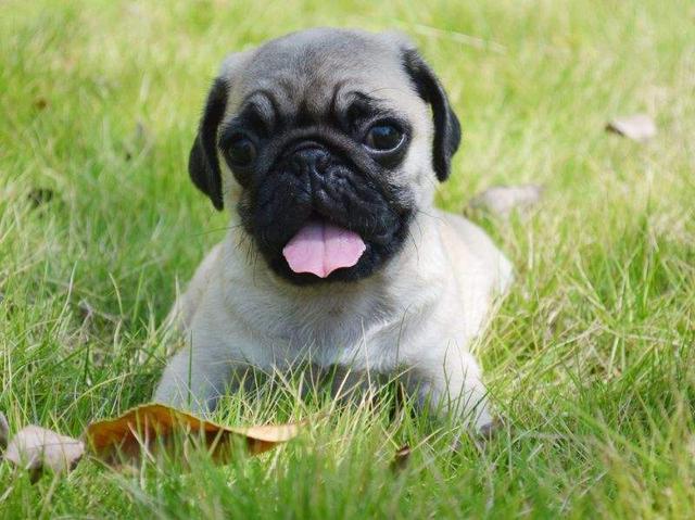 永久的回忆我分享一次我个人的真实经历,2012年我养了一只巴哥犬,我是