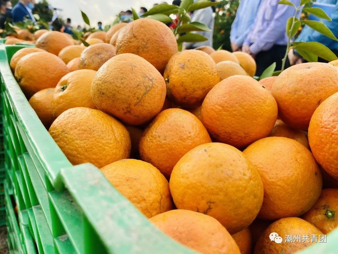 【青春助农倡议】各界青年齐行动,市青商会购柑5万斤_潮州