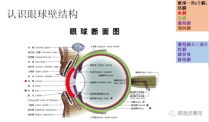 葡萄膜解剖图图片