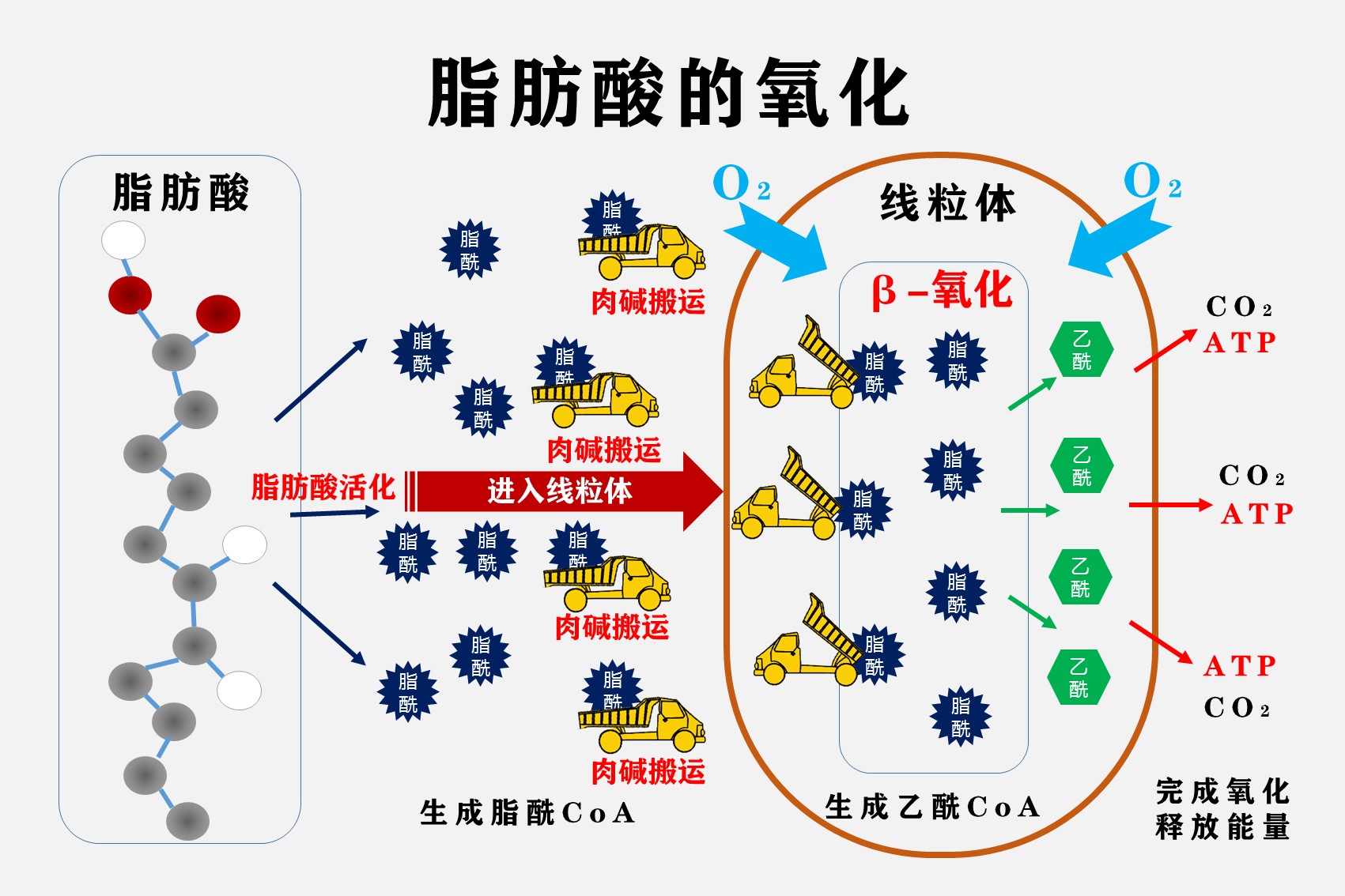 人体脂肪分解图片