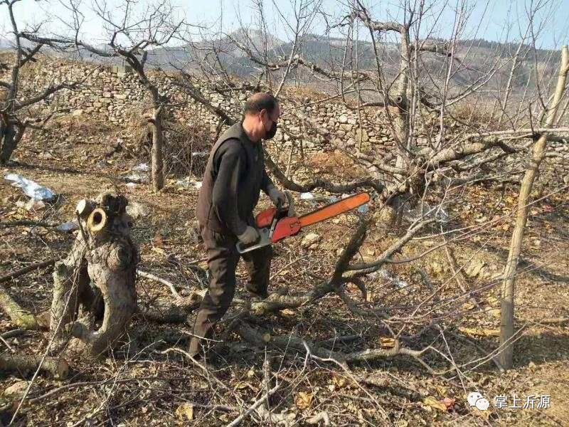 中庄这大爷锯树的姿势刚着帅