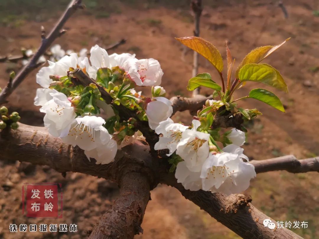 2月20日,铁岭县李千户镇小屯村铁岭县李千户镇小屯绿中绿蔬菜种植