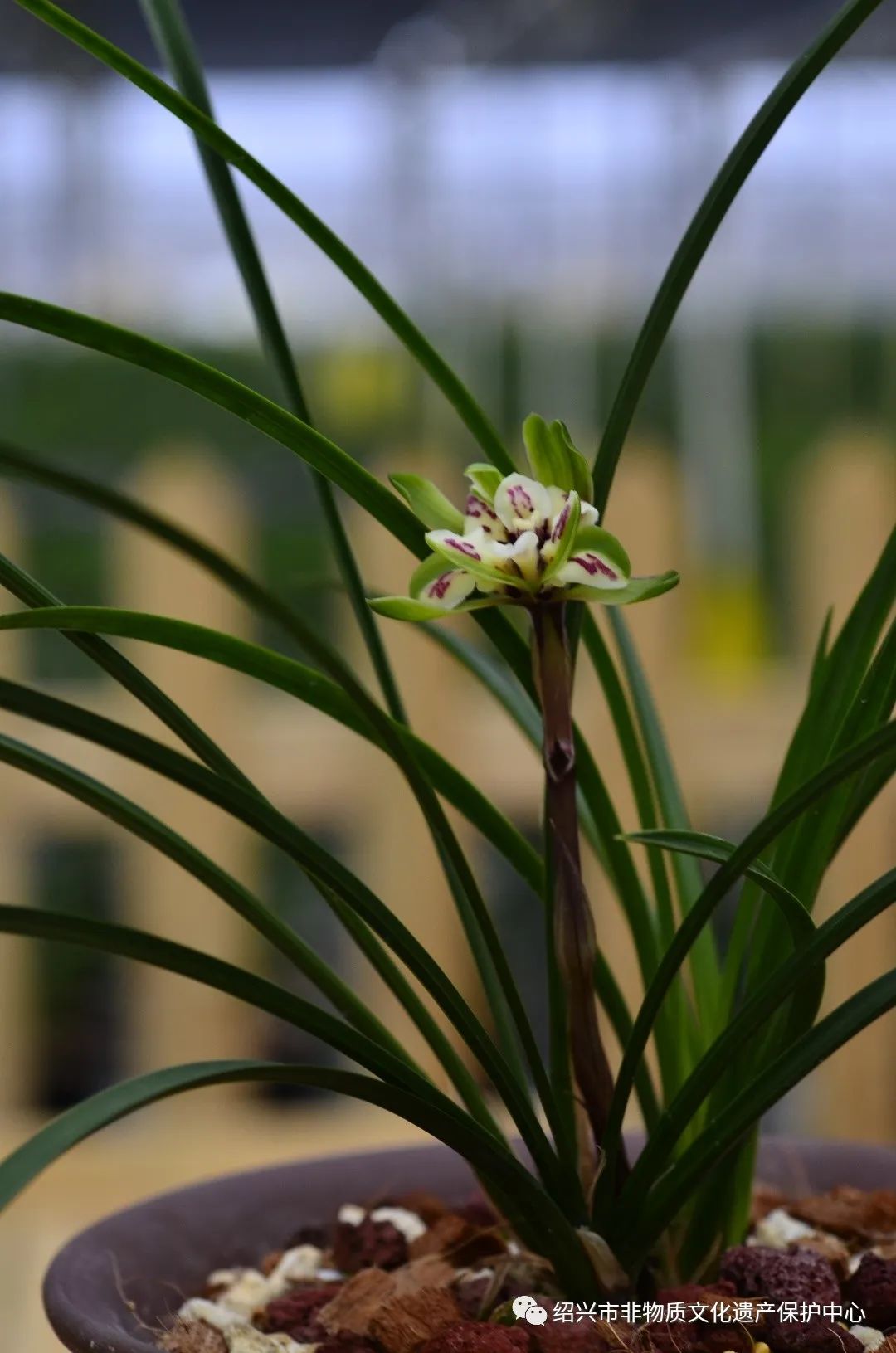 发现非遗之美绍兴艺兰春兰的鉴赏