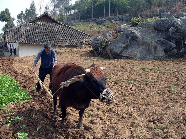 农村种地不挣钱为何老人们依然坚守土地不肯到城市子女身边