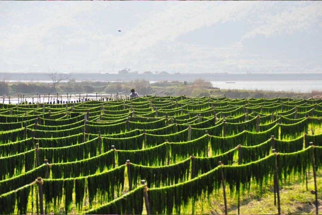 【难忘乡愁】春日苔条香
