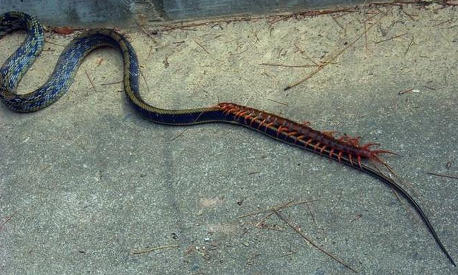 原创村口发现蛇和蜈蚣大战, 黄蜂在后面虎视眈眈, 实属罕见