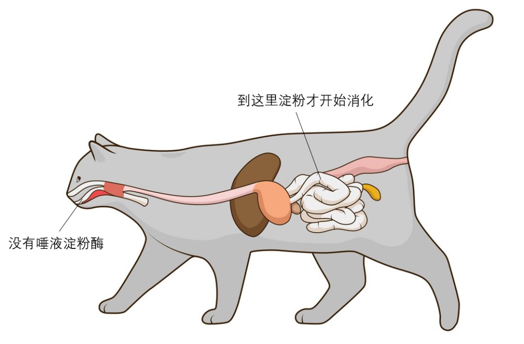 猫小肠大肠图解图片