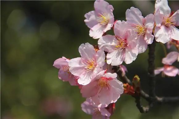 上海植物园樱花盛开海量照片带你云赏樱