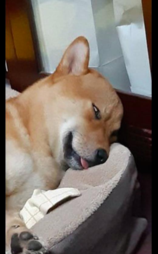 柴犬睡觉表情包图片