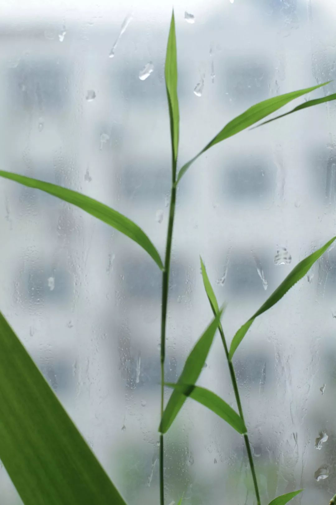 有雨飘窗唯美如诗太美了