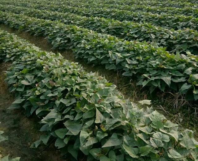 红薯起垄栽培的方式有3种,哪种方式红薯更容易高产?