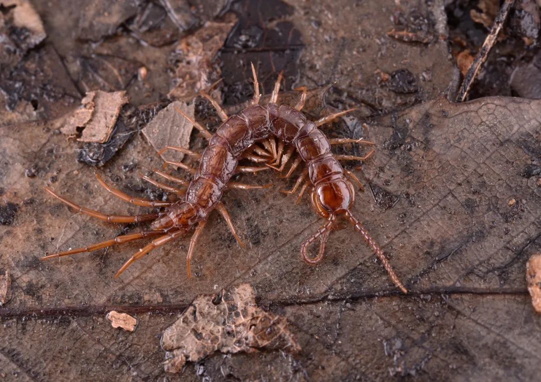 糙背穴石蜈蚣 bothropolys rugosus新发现的另一种石蜈蚣 lithobius