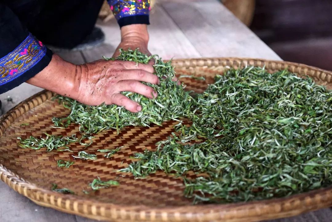 揉捻程度的不同將會對普洱生茶的轉換起到什么樣的作用