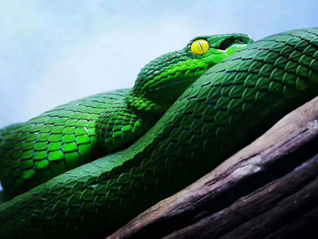 线上直播:与其对它尖叫,不如坐而问道,科普蛇类的进击!