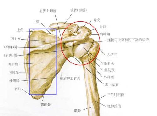 肩关节脱臼图片解剖图图片