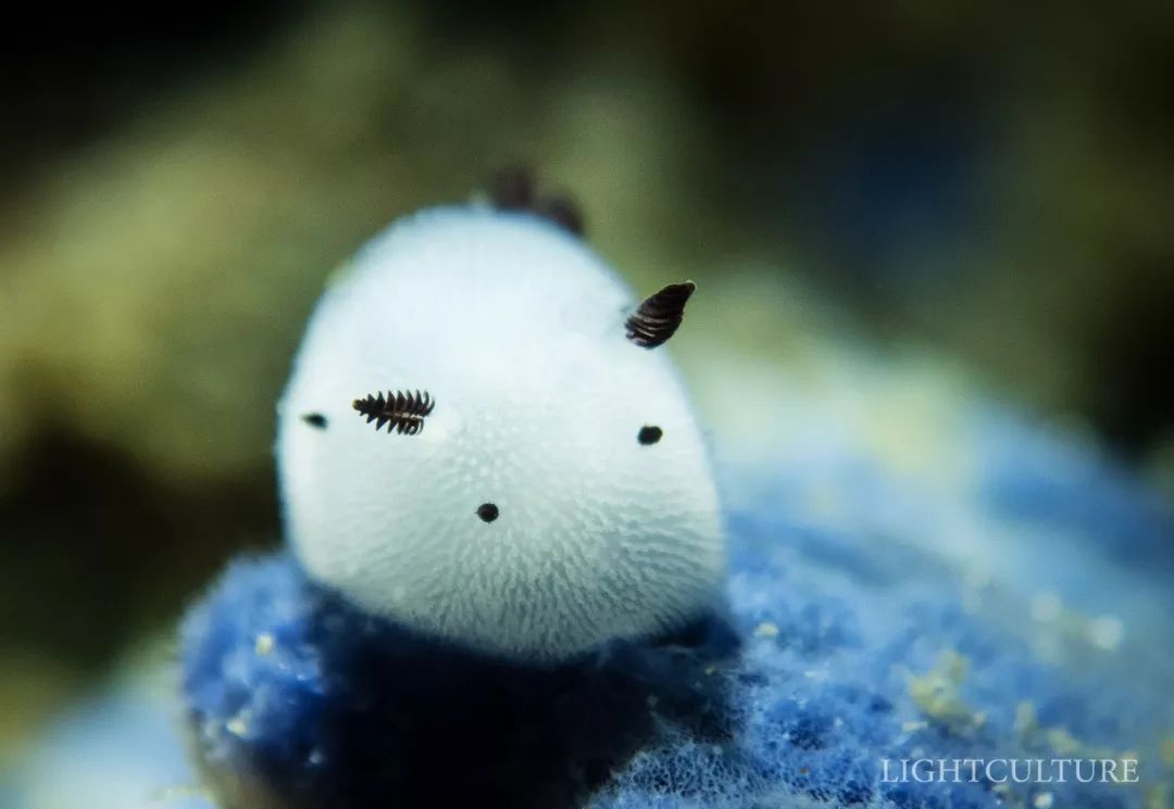 【潜行家-物种】海洋世界中的"非黑即白"