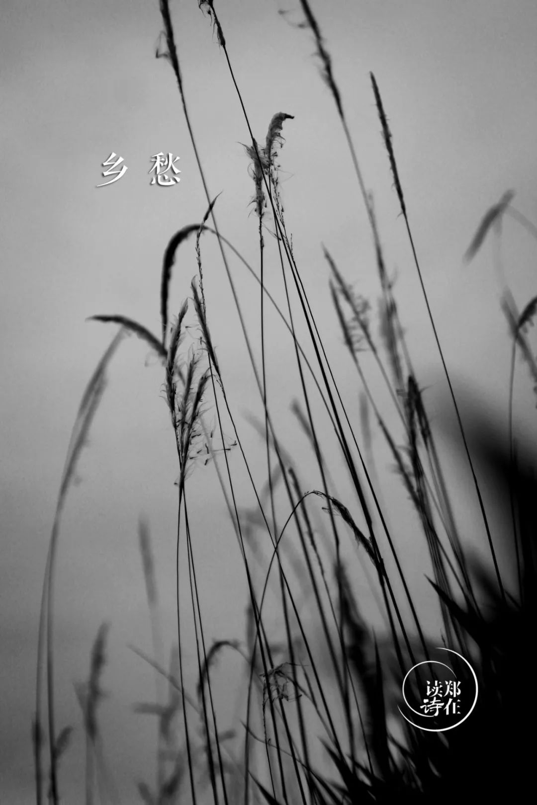 诗人不同,乡愁却是一样的 | 张瑜 · 郑在读诗_异乡