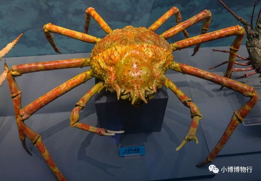 甘氏巨螯蟹口虾姑(左)粗刺深虾姑(右)天津著名的海鲜是虾蛄科口虾蛄属