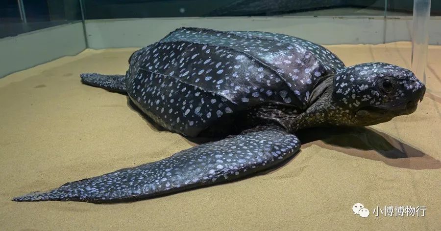 巨大的皇带鱼,占据的展柜底层毛刺蟹中华虎头蟹九齿扇虾锦绣龙虾(左)