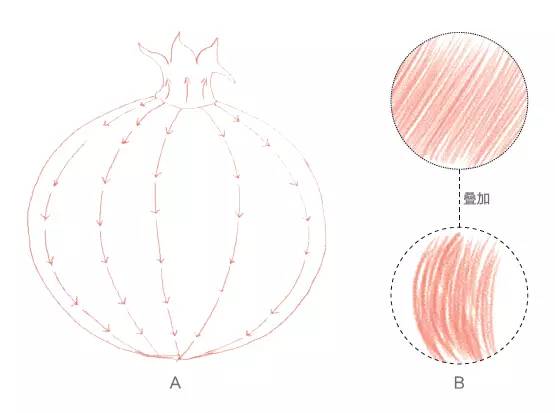 石榴解剖结构图图片