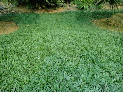 农村常见的趴地草麦冬很多人当杂草可惜不知其价值